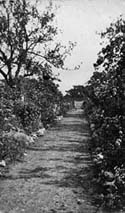 Bungay Cottage Garden Path